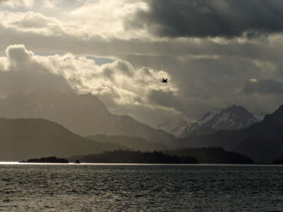 A bird flies through the air on a cloudy day