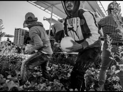 Farmworkers brought to the U.S. in the H-2A visa program harvest melons early in the morning in a field near Firebaugh, in California’s San Joaquin Valley. 