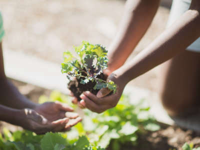 Hands pass seedling plant to child